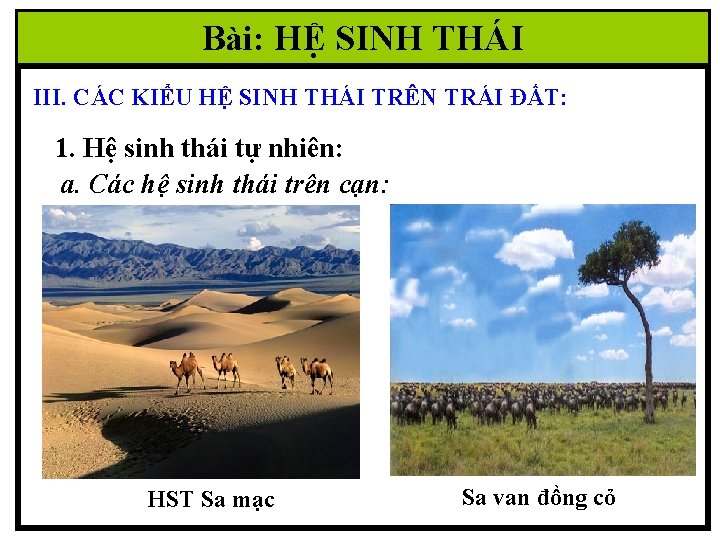 Bài: HỆ SINH THÁI III. CÁC KIỂU HỆ SINH THÁI TRÊN TRÁI ĐẤT: 1.