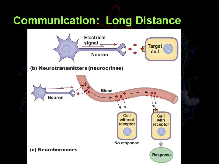 Communication: Long Distance (neurocrines) 