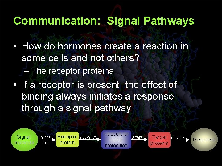 Communication: Signal Pathways • How do hormones create a reaction in some cells and