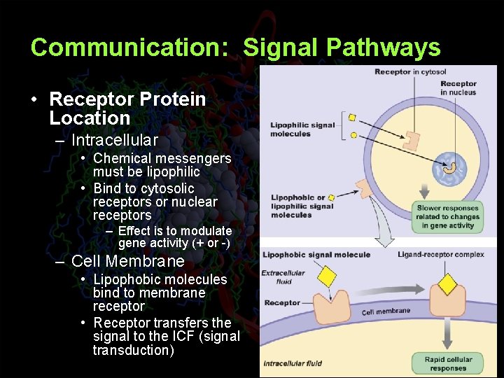 Communication: Signal Pathways • Receptor Protein Location – Intracellular • Chemical messengers must be