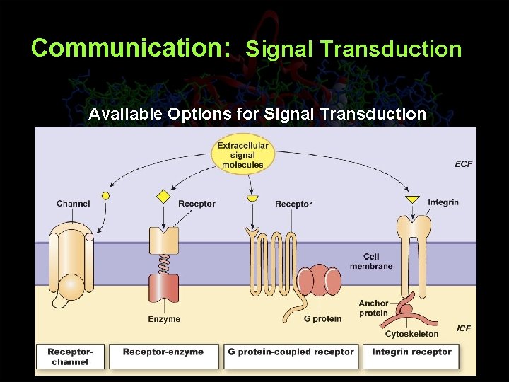 Communication: Signal Transduction Available Options for Signal Transduction 