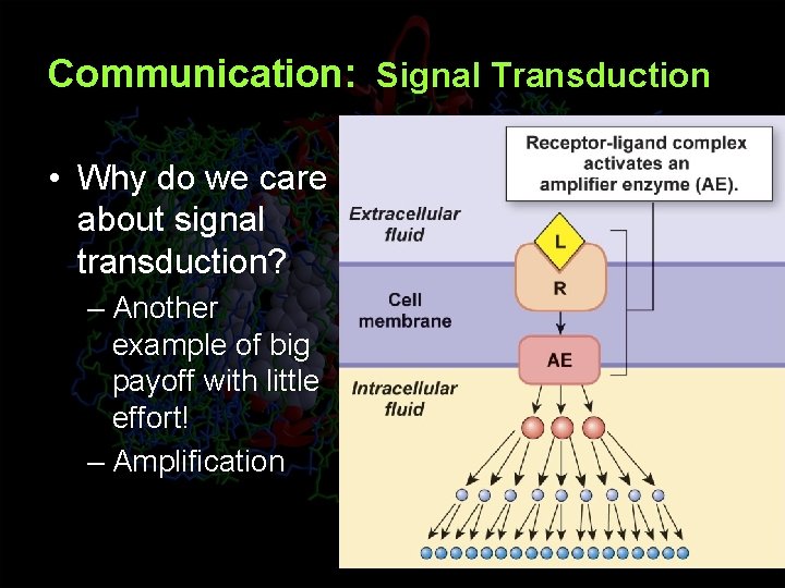 Communication: Signal Transduction • Why do we care about signal transduction? – Another example
