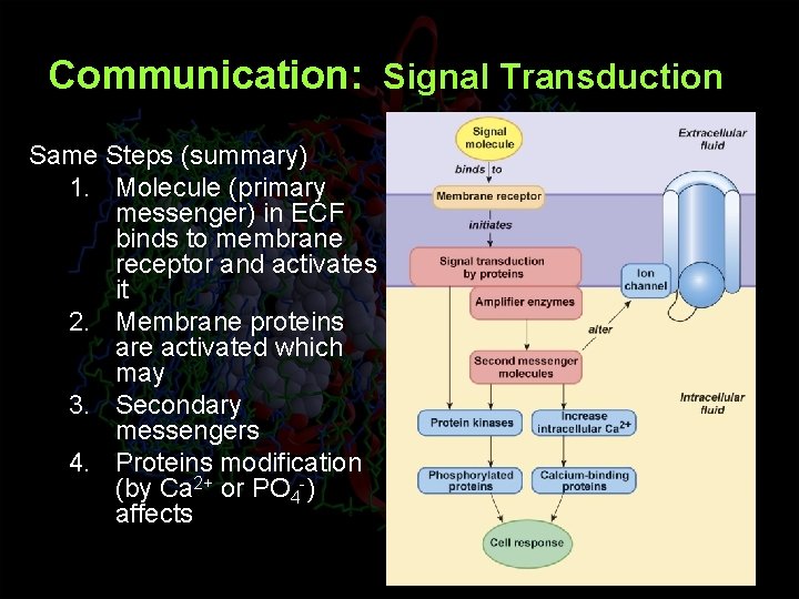 Communication: Signal Transduction Same Steps (summary) 1. Molecule (primary messenger) in ECF binds to