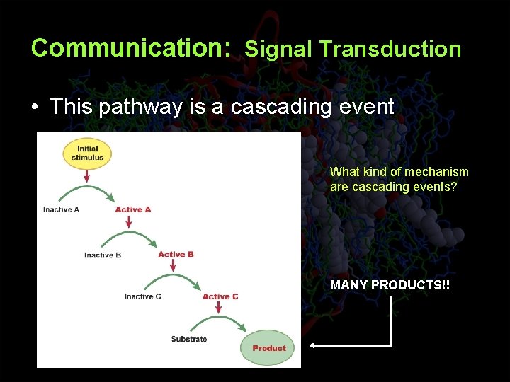Communication: Signal Transduction • This pathway is a cascading event What kind of mechanism