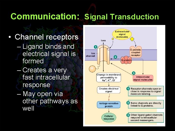 Communication: Signal Transduction • Channel receptors – Ligand binds and electrical signal is formed