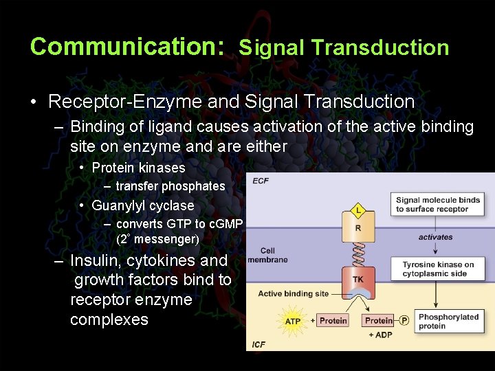 Communication: Signal Transduction • Receptor-Enzyme and Signal Transduction – Binding of ligand causes activation