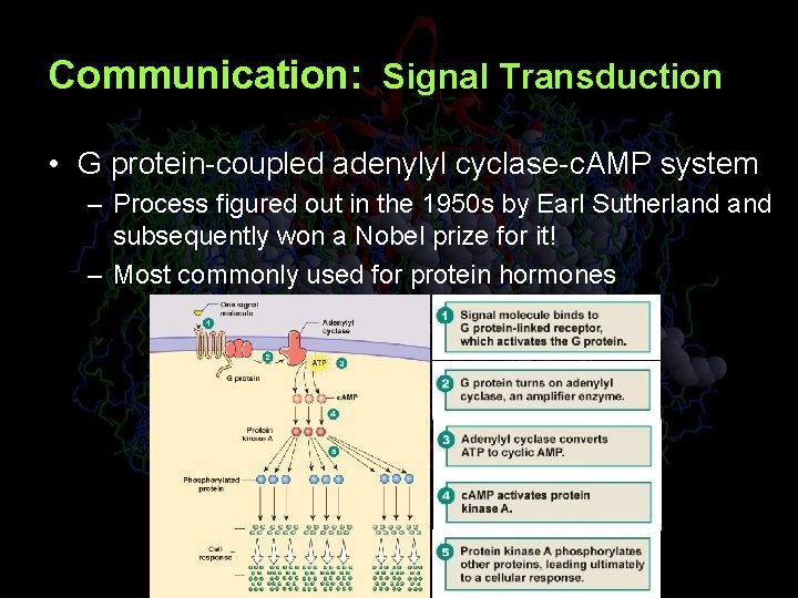 Communication: Signal Transduction • G protein-coupled adenylyl cyclase-c. AMP system – Process figured out