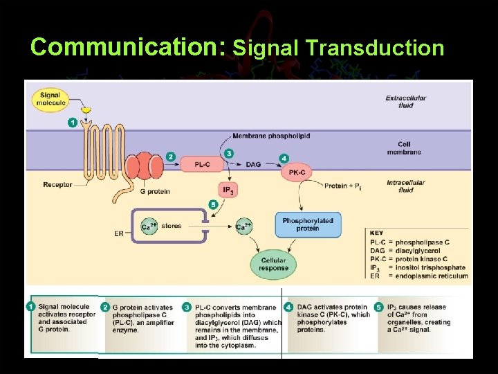 Communication: Signal Transduction 