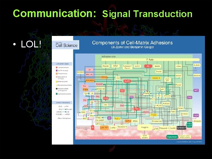 Communication: Signal Transduction • LOL! 