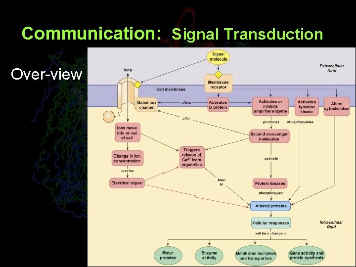 Communication: Signal Transduction Over-view 