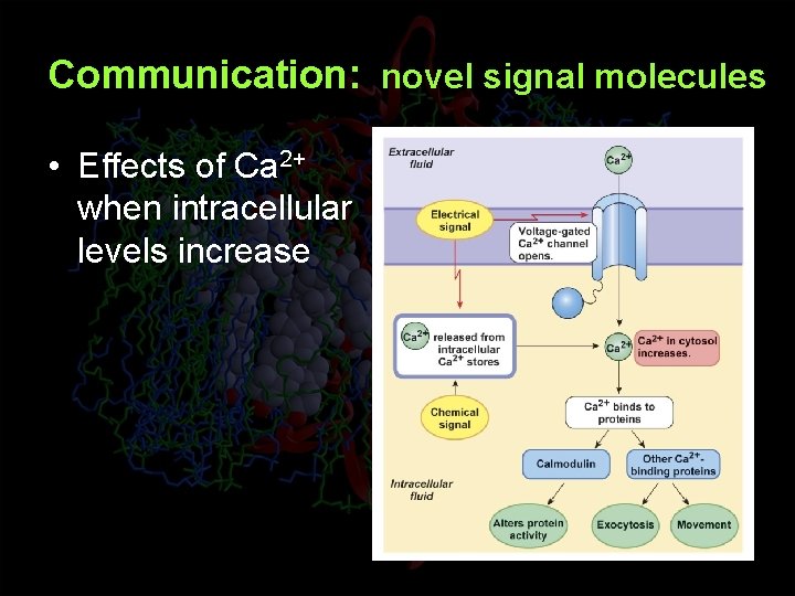 Communication: novel signal molecules • Effects of Ca 2+ when intracellular levels increase 