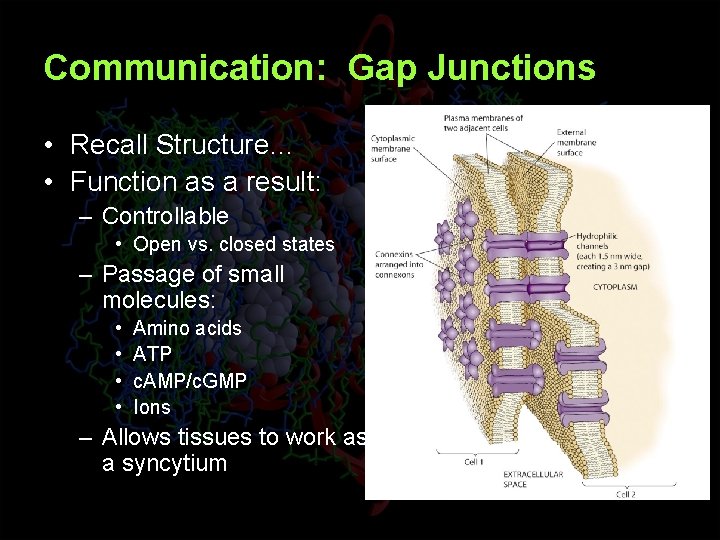 Communication: Gap Junctions • Recall Structure… • Function as a result: – Controllable •
