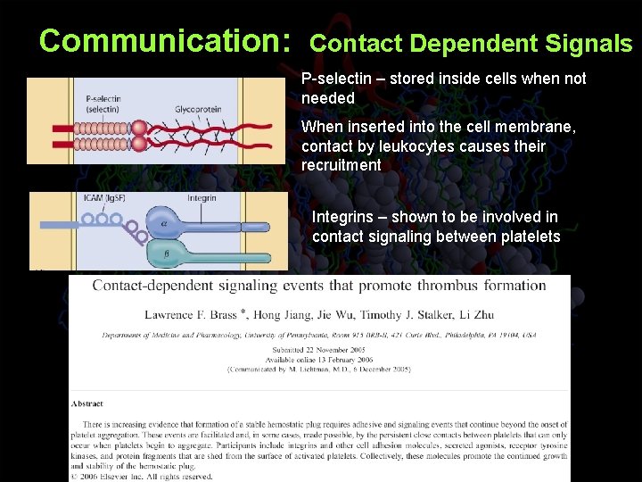 Communication: Contact Dependent Signals P-selectin – stored inside cells when not needed When inserted