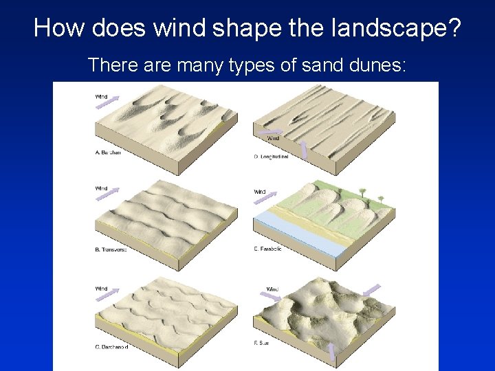 How does wind shape the landscape? There are many types of sand dunes: 