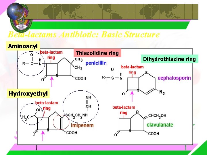 Beta-lactams Antibiotic: Basic Structure Aminoacyl Thiazolidine ring Hydroxyethyl Dihydrothiazine ring 