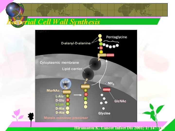 Bacterial Cell Wall Synthesis Hiramatsu K. Lancet Infect Dis 2001; 1: 147 -155 