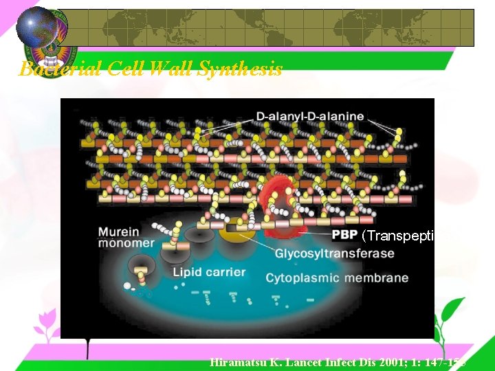 Bacterial Cell Wall Synthesis (Transpeptidase) Hiramatsu K. Lancet Infect Dis 2001; 1: 147 -155