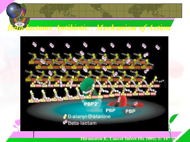 Beta-lactams Antibiotic : Mechanism of Action Hiramatsu K. Lancet Infect Dis 2001; 1: 147