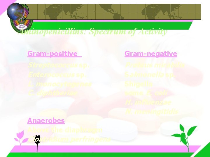 Aminopenicillins: Spectrum of Activity Gram-positive Gram-negative Streptococcus sp. Enterococcus sp. L. monocytogenes C. diphtheriae