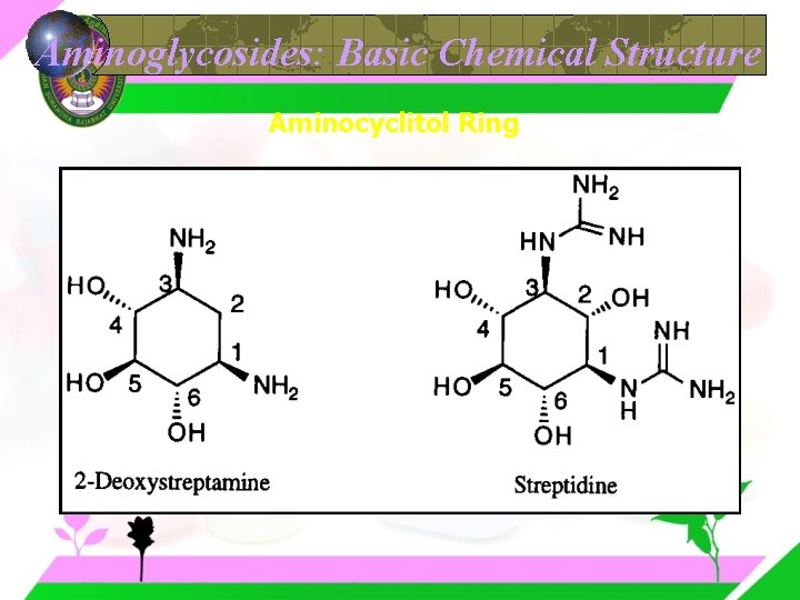 Aminoglycosides: Basic Chemical Structure Aminocyclitol Ring 