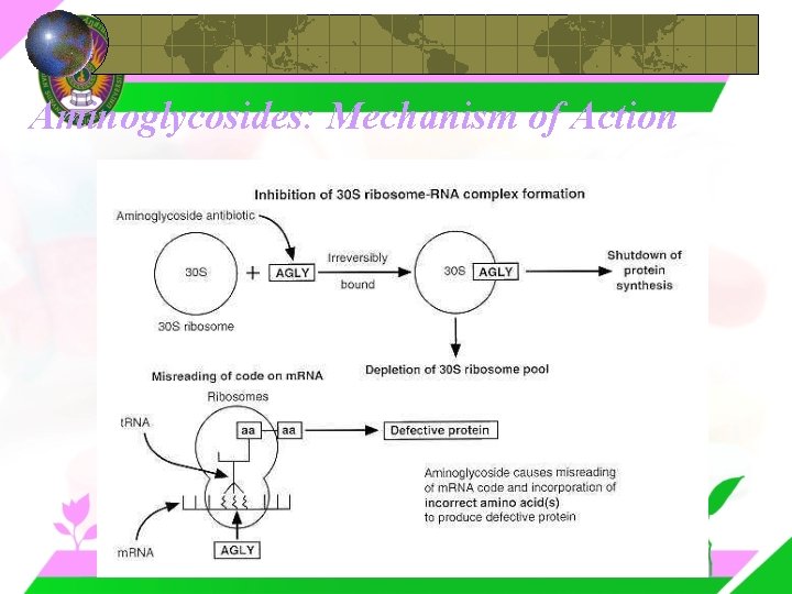 Aminoglycosides: Mechanism of Action 