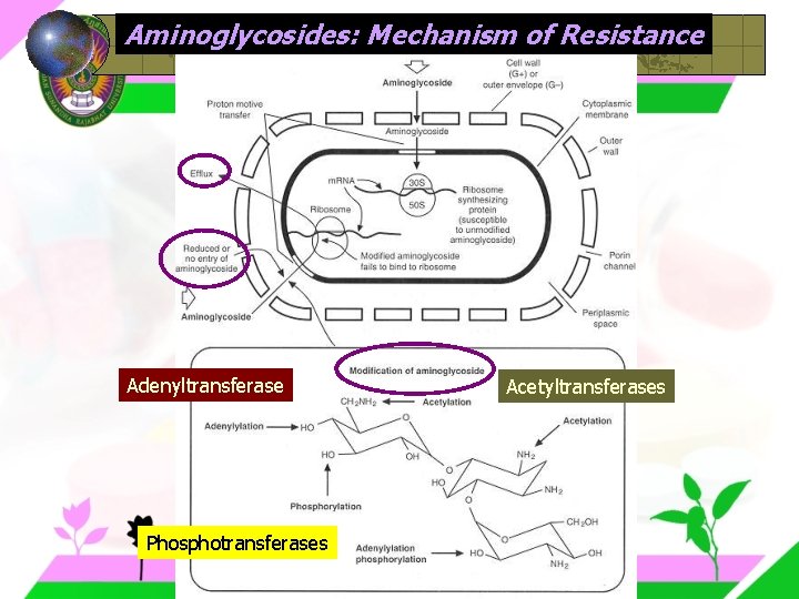 Aminoglycosides: Mechanism of Resistance Adenyltransferase Phosphotransferases Acetyltransferases 