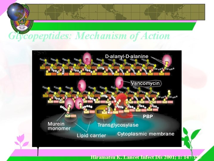 Glycopeptides: Mechanism of Action Hiramatsu K. Lancet Infect Dis 2001; 1: 147 -155 