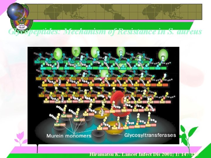 Glycopeptides: Mechanism of Resistance in S. aureus Hiramatsu K. Lancet Infect Dis 2001; 1: