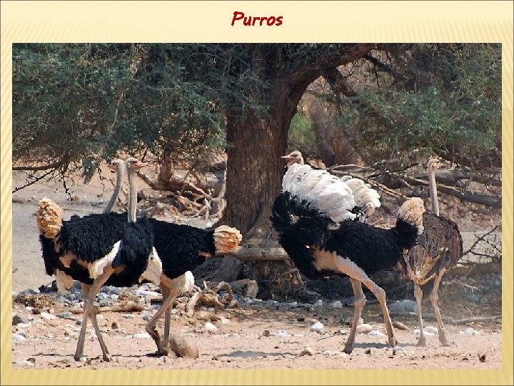 Purros 