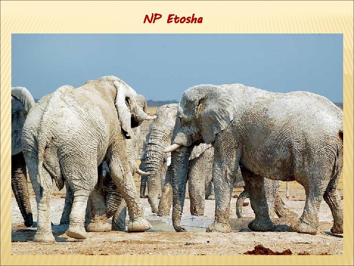 NP Etosha 