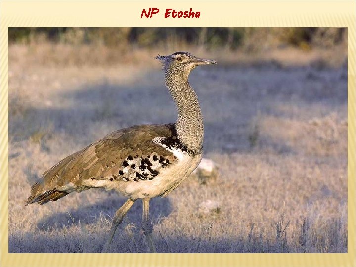 NP Etosha 