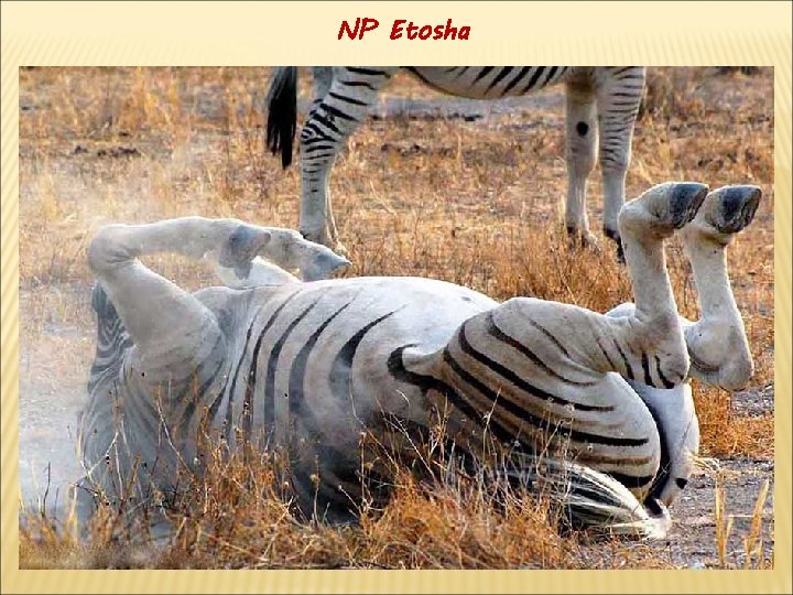 NP Etosha 