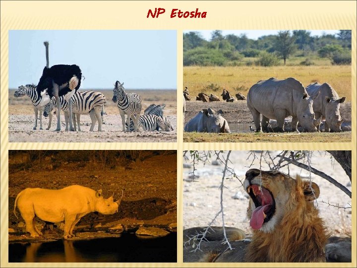 NP Etosha 