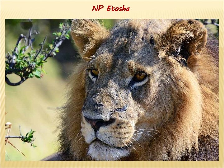 NP Etosha 