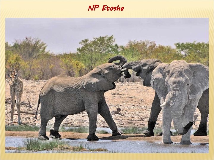 NP Etosha 