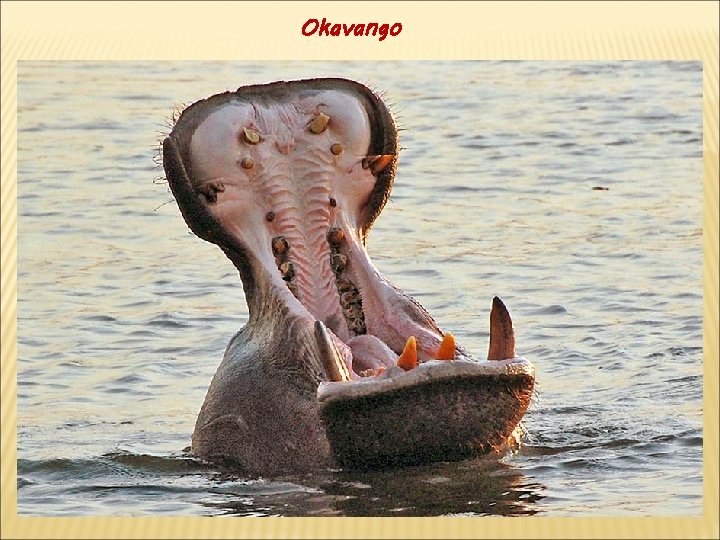 Okavango 