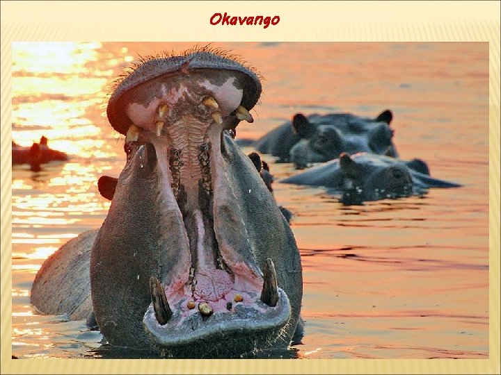 Okavango 