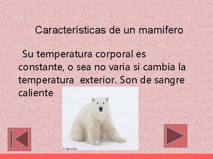 Características de un mamífero • Su temperatura corporal es constante, o sea no varia