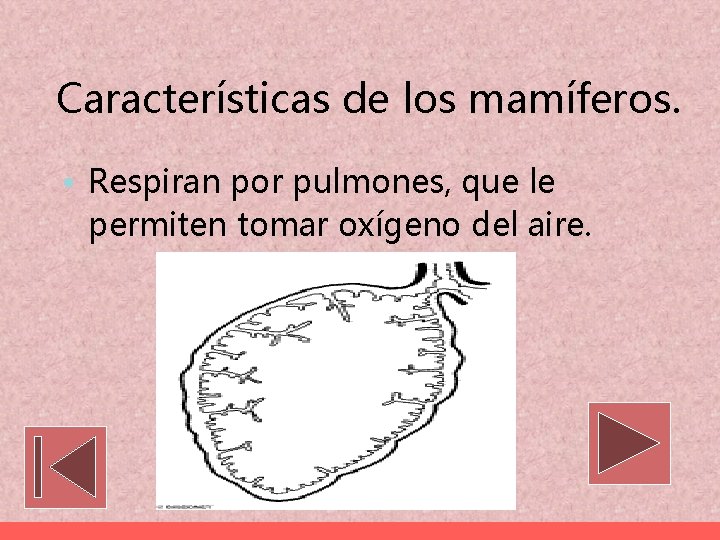 Características de los mamíferos. • Respiran por pulmones, que le permiten tomar oxígeno del