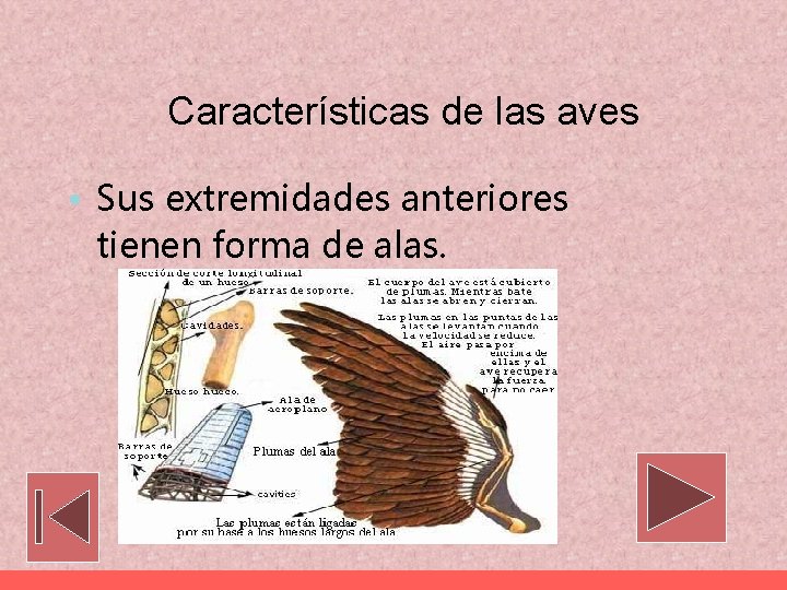 Características de las aves • Sus extremidades anteriores tienen forma de alas. 