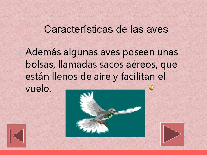 Características de las aves • Además algunas aves poseen unas bolsas, llamadas sacos aéreos,