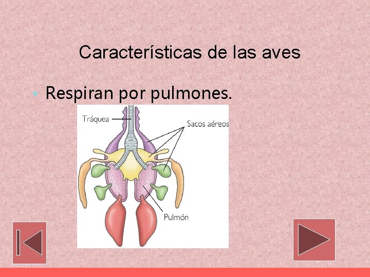 Características de las aves • Respiran por pulmones. 