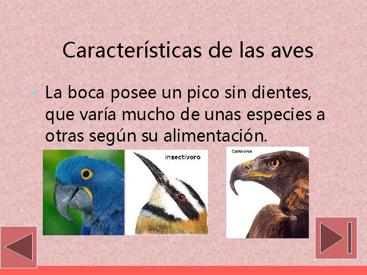 Características de las aves • La boca posee un pico sin dientes, que varía