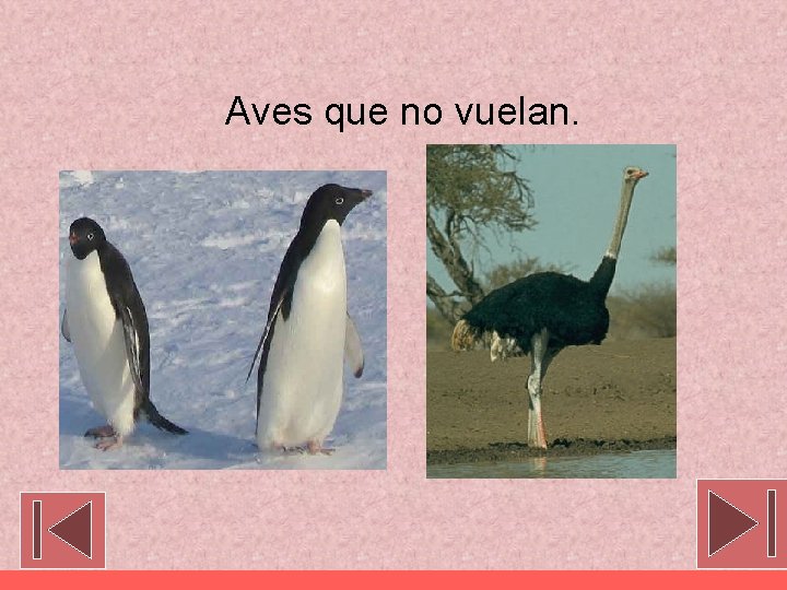 Aves que no vuelan. 