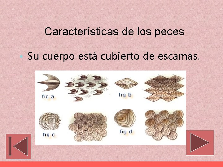 Características de los peces • Su cuerpo está cubierto de escamas. 