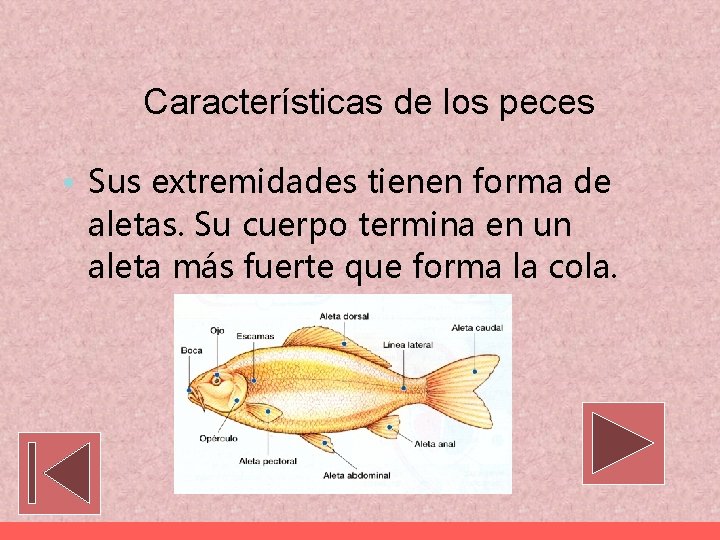 Características de los peces • Sus extremidades tienen forma de aletas. Su cuerpo termina