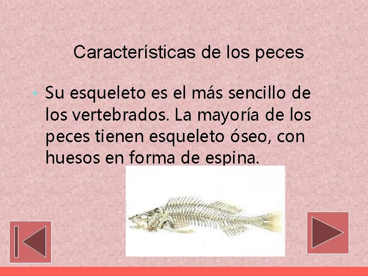 Características de los peces • Su esqueleto es el más sencillo de los vertebrados.