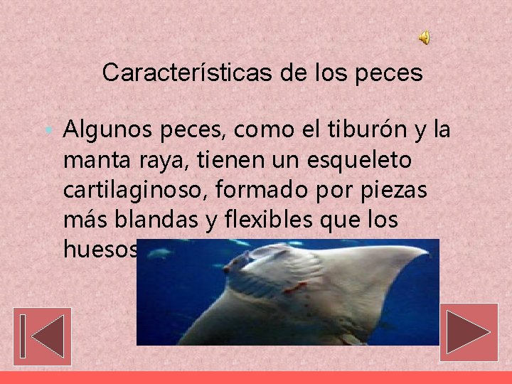 Características de los peces • Algunos peces, como el tiburón y la manta raya,