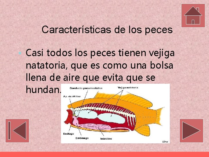 Características de los peces • Casi todos los peces tienen vejiga natatoria, que es