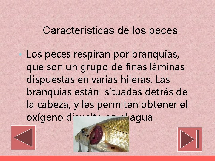 Características de los peces • Los peces respiran por branquias, que son un grupo